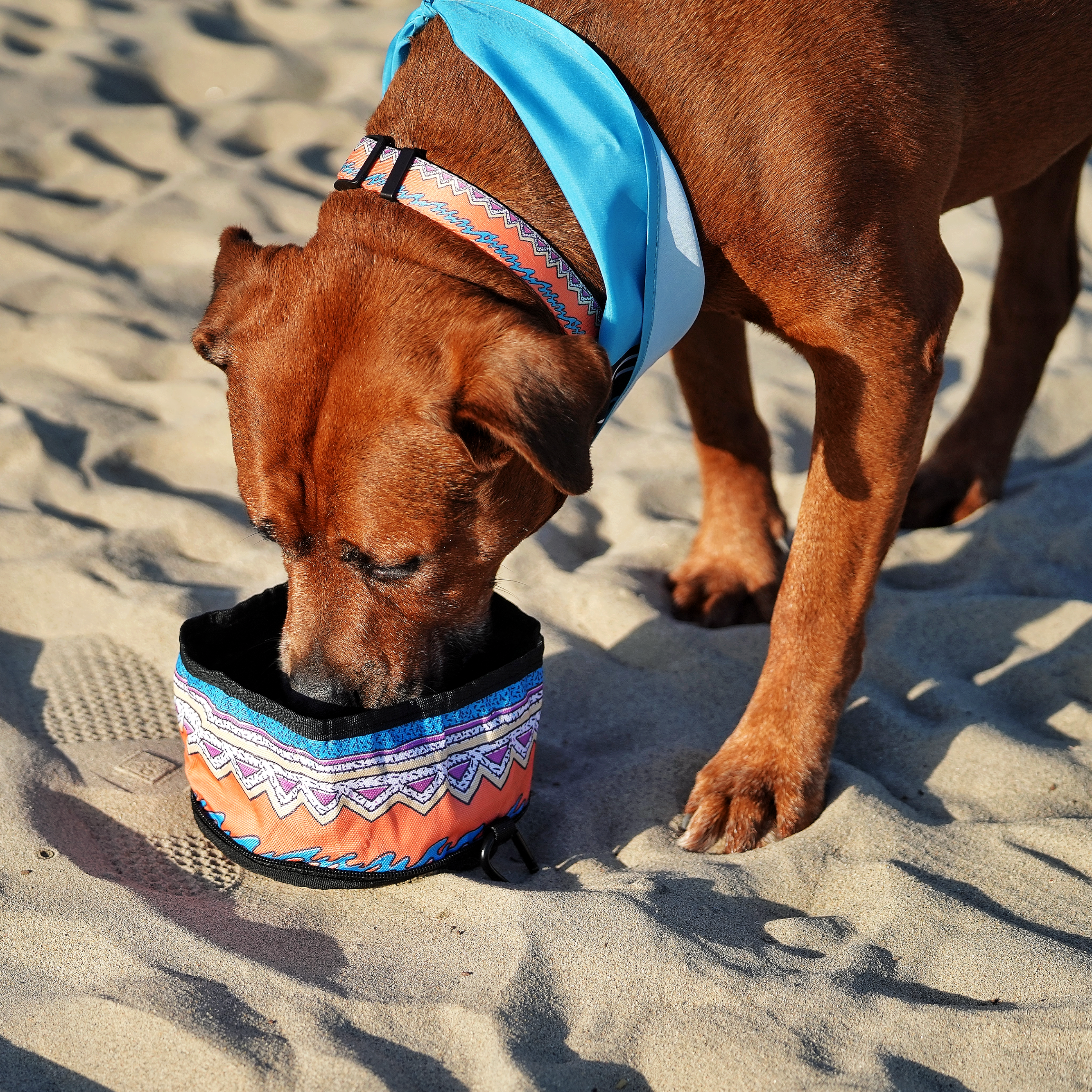 Maui and Sons x Pridebites Collapsable Water Bowl